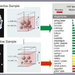 Mediator Release Food Sensitivity Testing